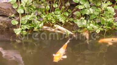 池塘里的大红日本鲤鱼好玩的喝水